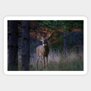 White-tailed Buck Sticker